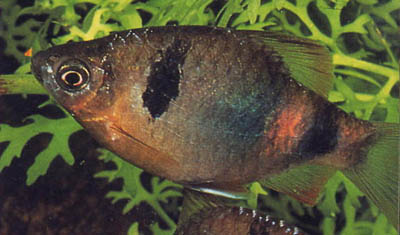 Puntius phutunio